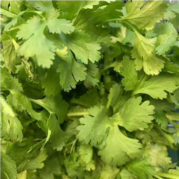 Coriander