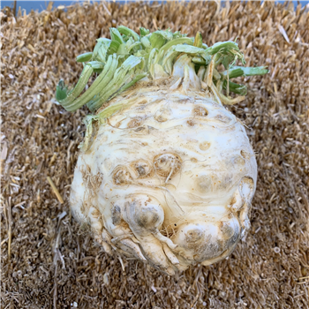 Celeriac