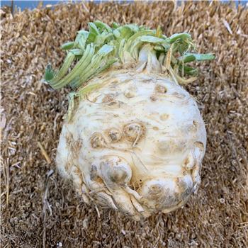 Celeriac