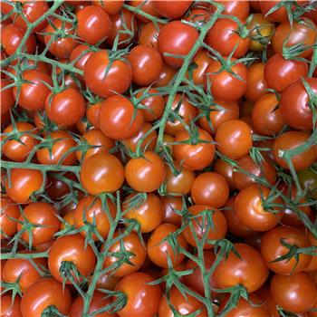 Tomatoes (Cherry Vine)