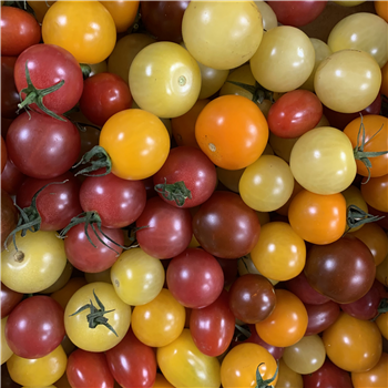 Isle of Wight Pick & Mix Heritage Tomatoes